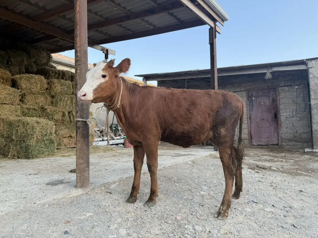 Dana — Heyvanlar, Quşlar, Balıqlar, Bakı