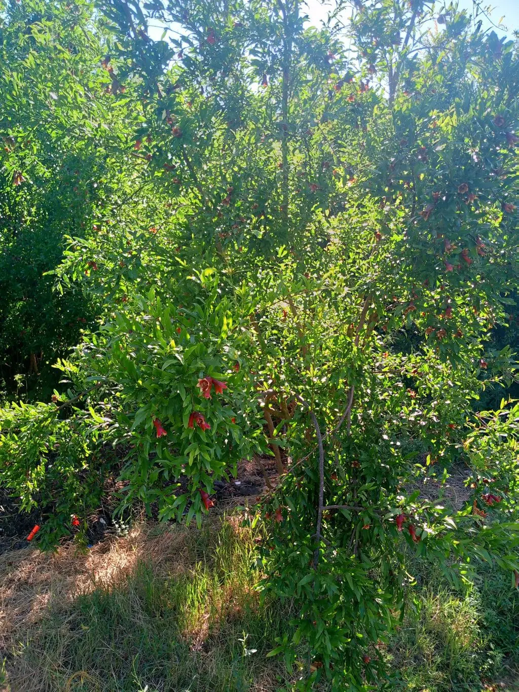 Bağban xidməti — Kənd/Təs Xidmətləri, Bakı