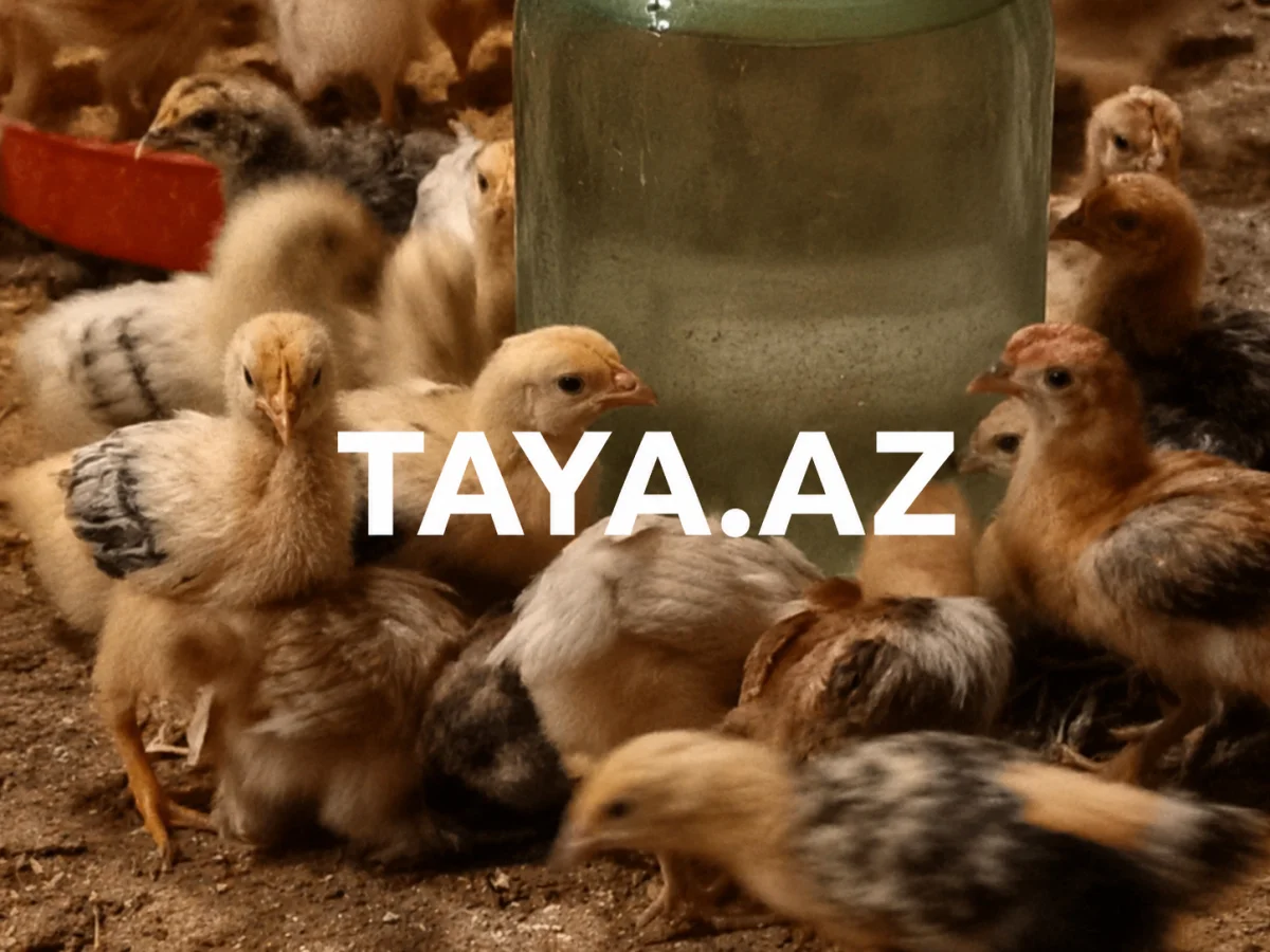 Cücə — Heyvanlar, Quşlar, Balıqlar, Bakı