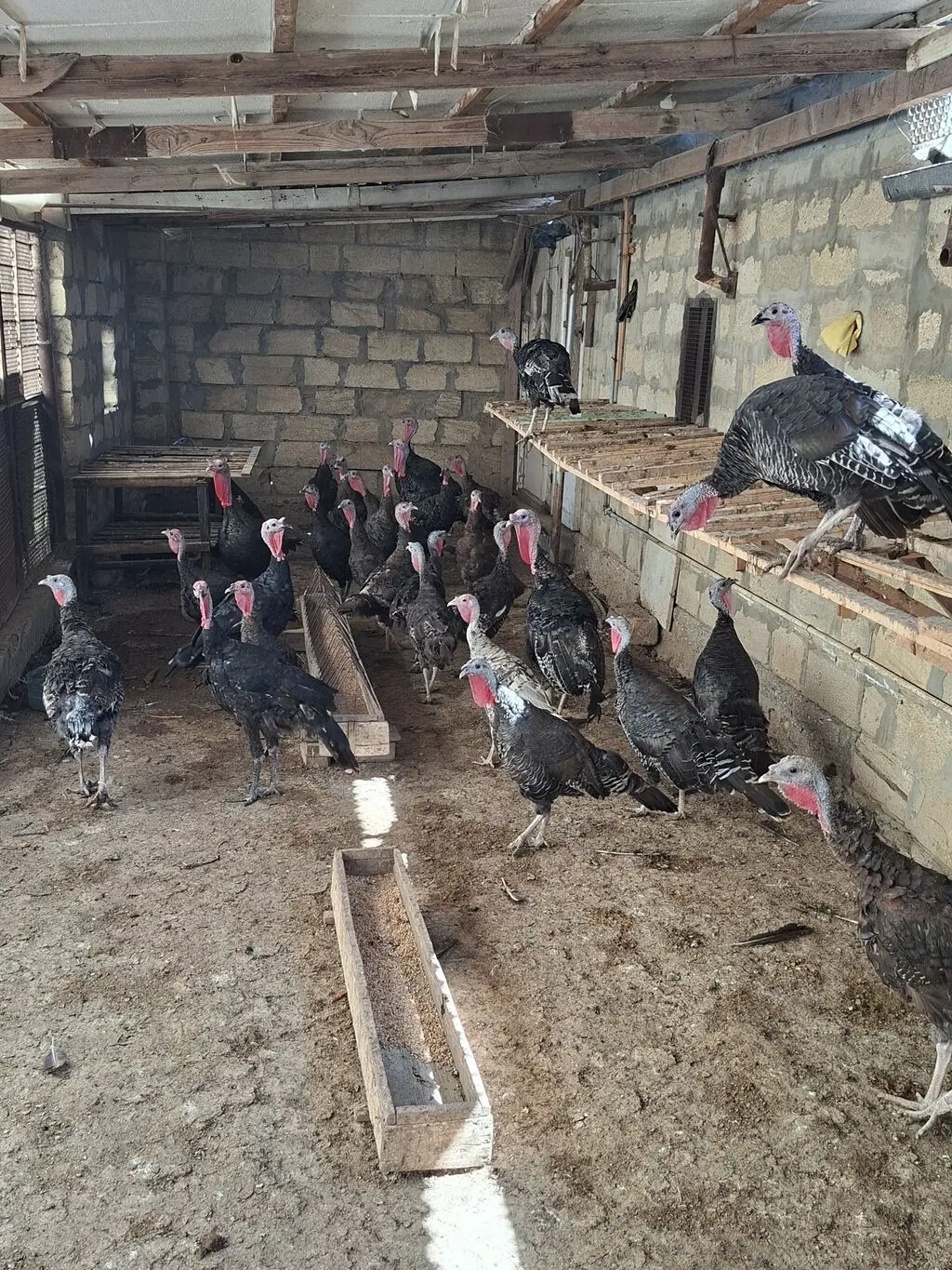 Hinduşkalar — Heyvanlar, Quşlar, Balıqlar, Bakı
