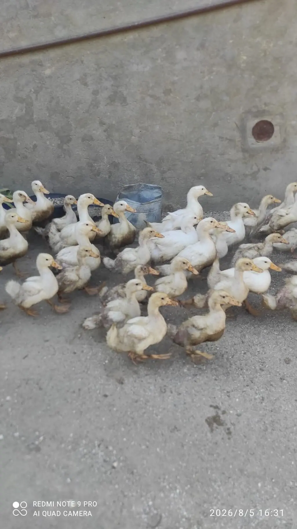 Ördəklər — Heyvanlar, Quşlar, Balıqlar, Bakı