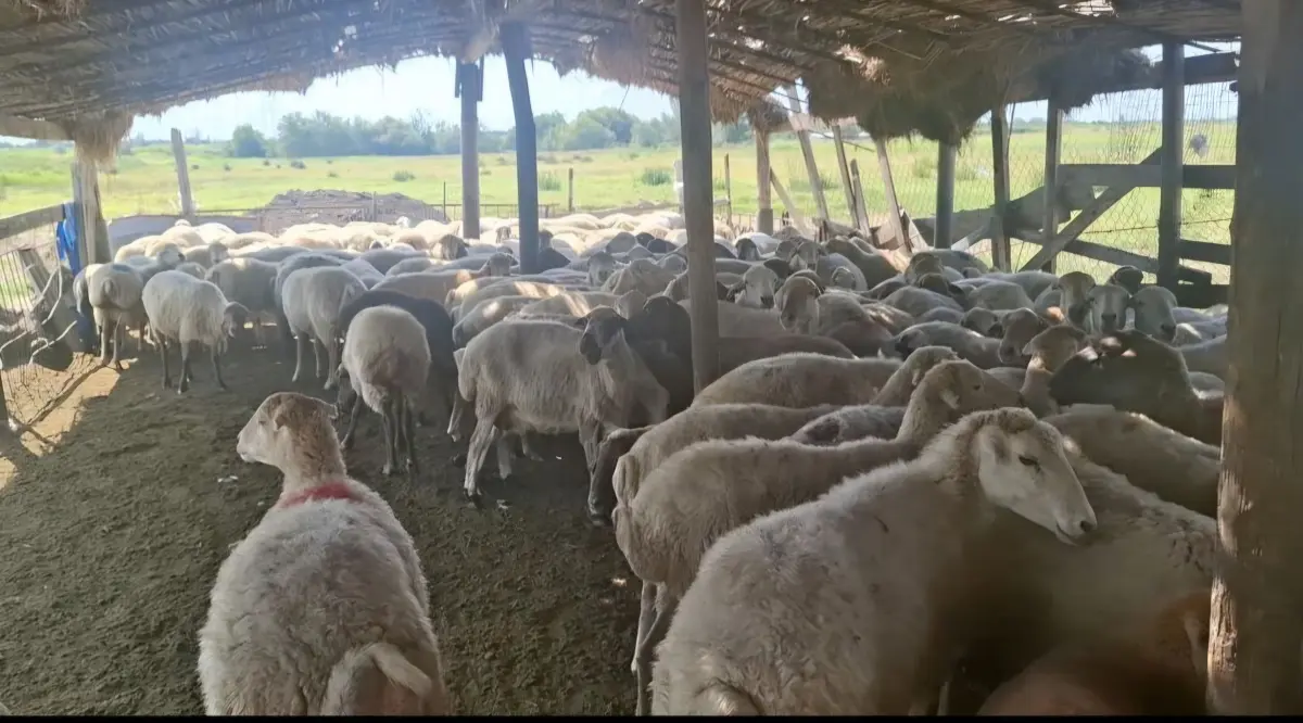 Qoyunlar — Heyvanlar, Quşlar, Balıqlar, Ağcabədi
