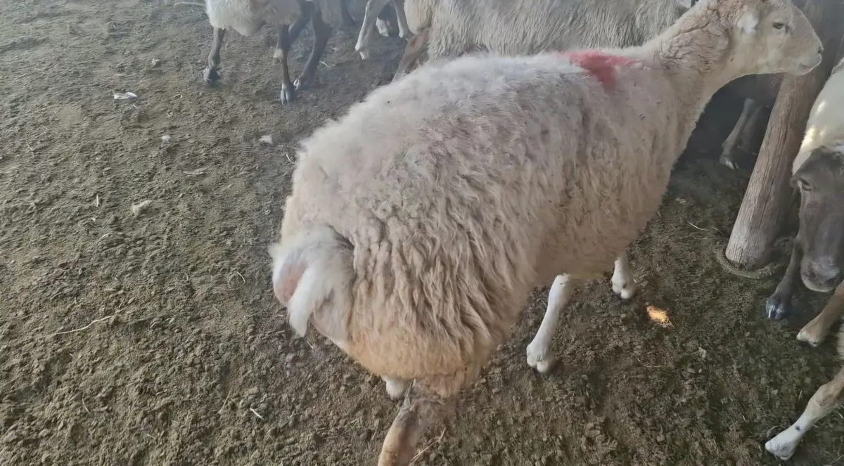 Qoyunlar — Heyvanlar, Quşlar, Balıqlar, Ağcabədi