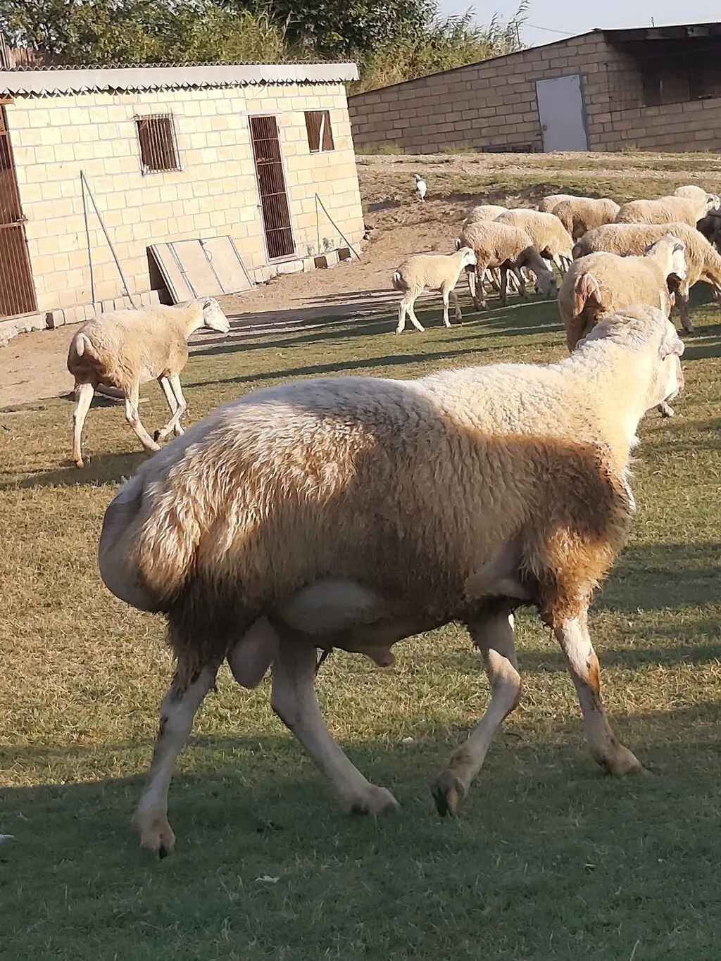 Qoyun — Heyvanlar, Quşlar, Balıqlar, Hacıqabul
