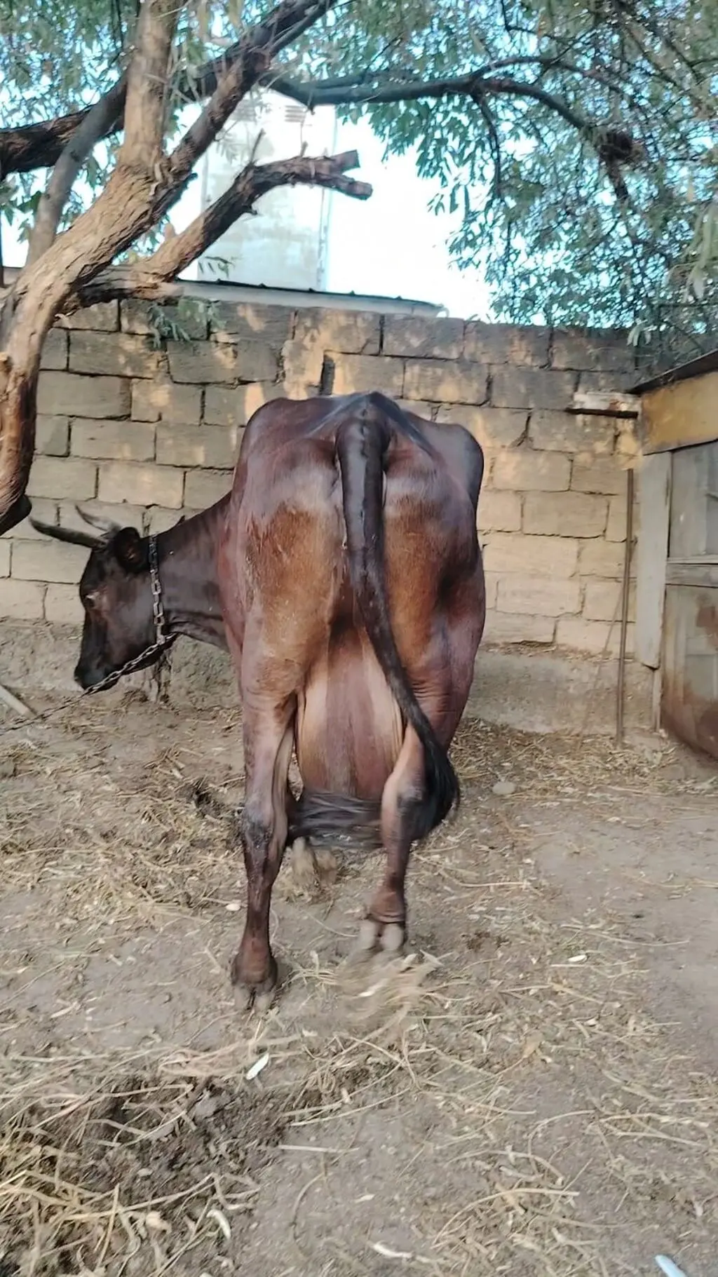 İnək — Heyvanlar, Quşlar, Balıqlar, Xırdalan
