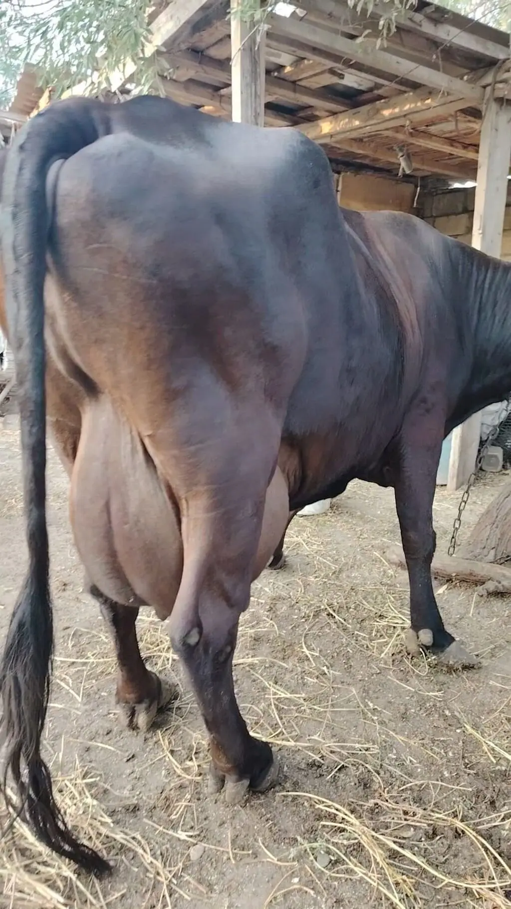 İnək — Heyvanlar, Quşlar, Balıqlar, Xırdalan