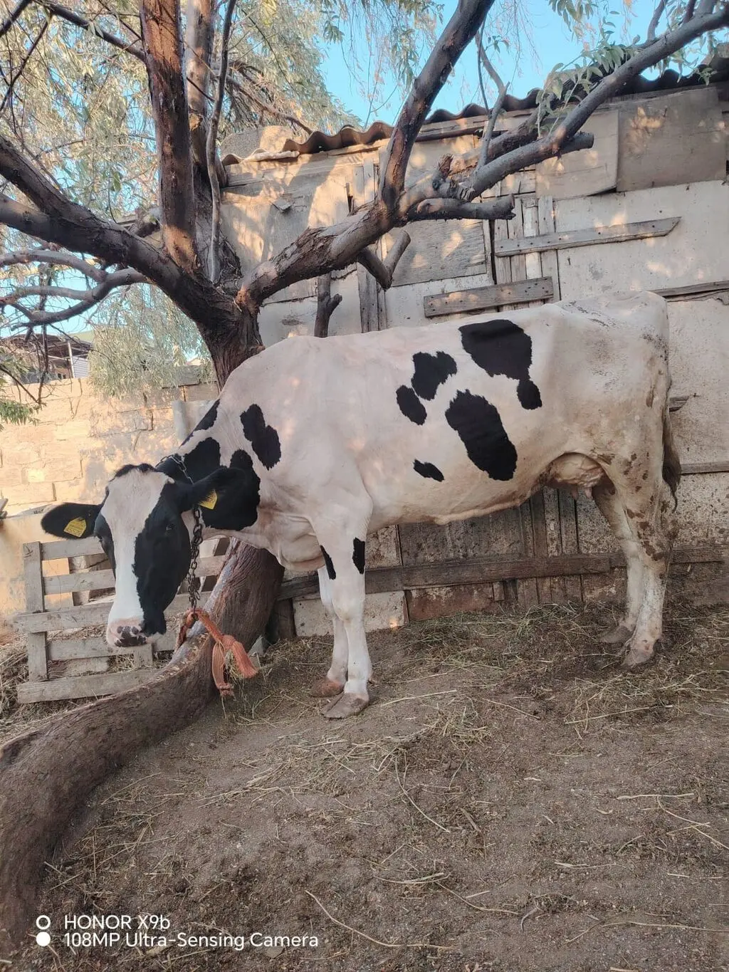 İnək — Heyvanlar, Quşlar, Balıqlar, Xırdalan