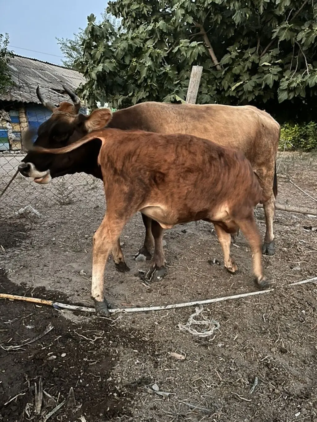 Balalı inək — Heyvanlar, Quşlar, Balıqlar, Şəki