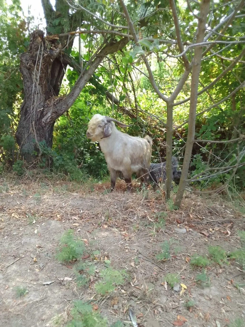 Qoyunlar — Heyvanlar, Quşlar, Balıqlar, Sabirabad