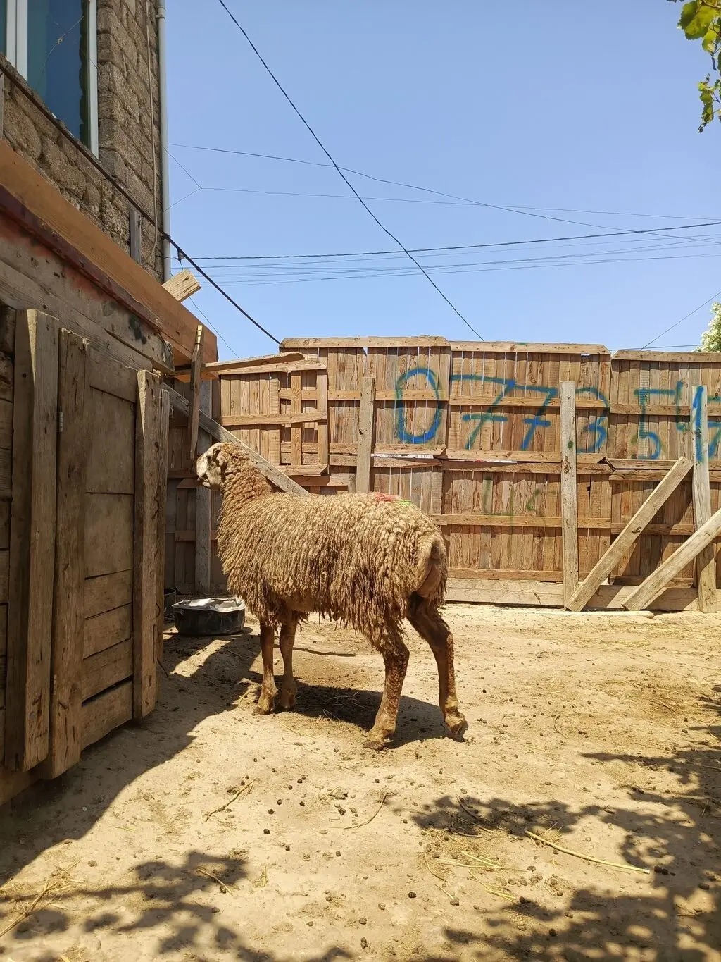 Toğlu — Heyvanlar, Quşlar, Balıqlar, Bakı