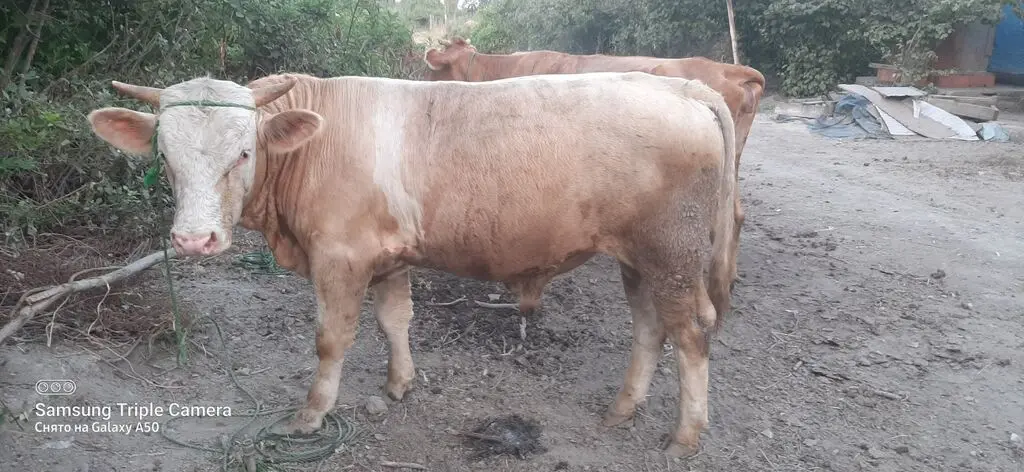 Danalar — Heyvanlar, Quşlar, Balıqlar, Xaçmaz