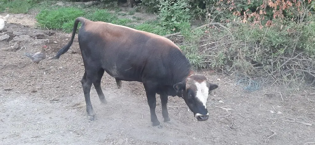 Danalar — Heyvanlar, Quşlar, Balıqlar, Xaçmaz