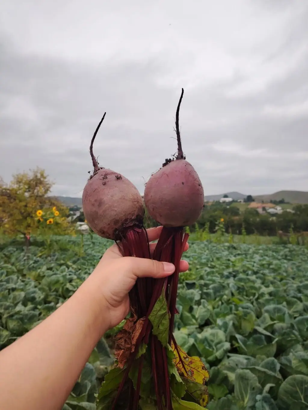 çuğundur — Tərəvəzlər və Göyərtilər, Gədəbəy