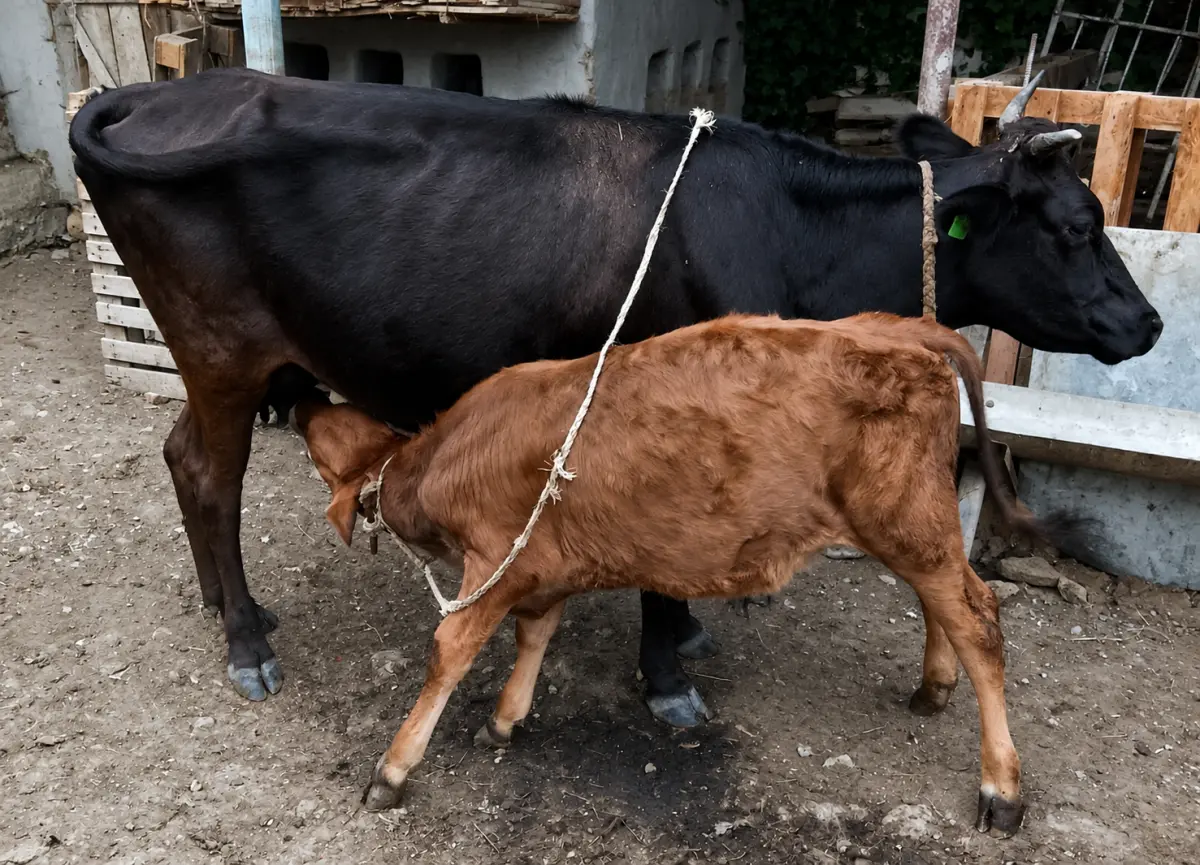 Balalı inək — Heyvanlar, Quşlar, Balıqlar, Qusar