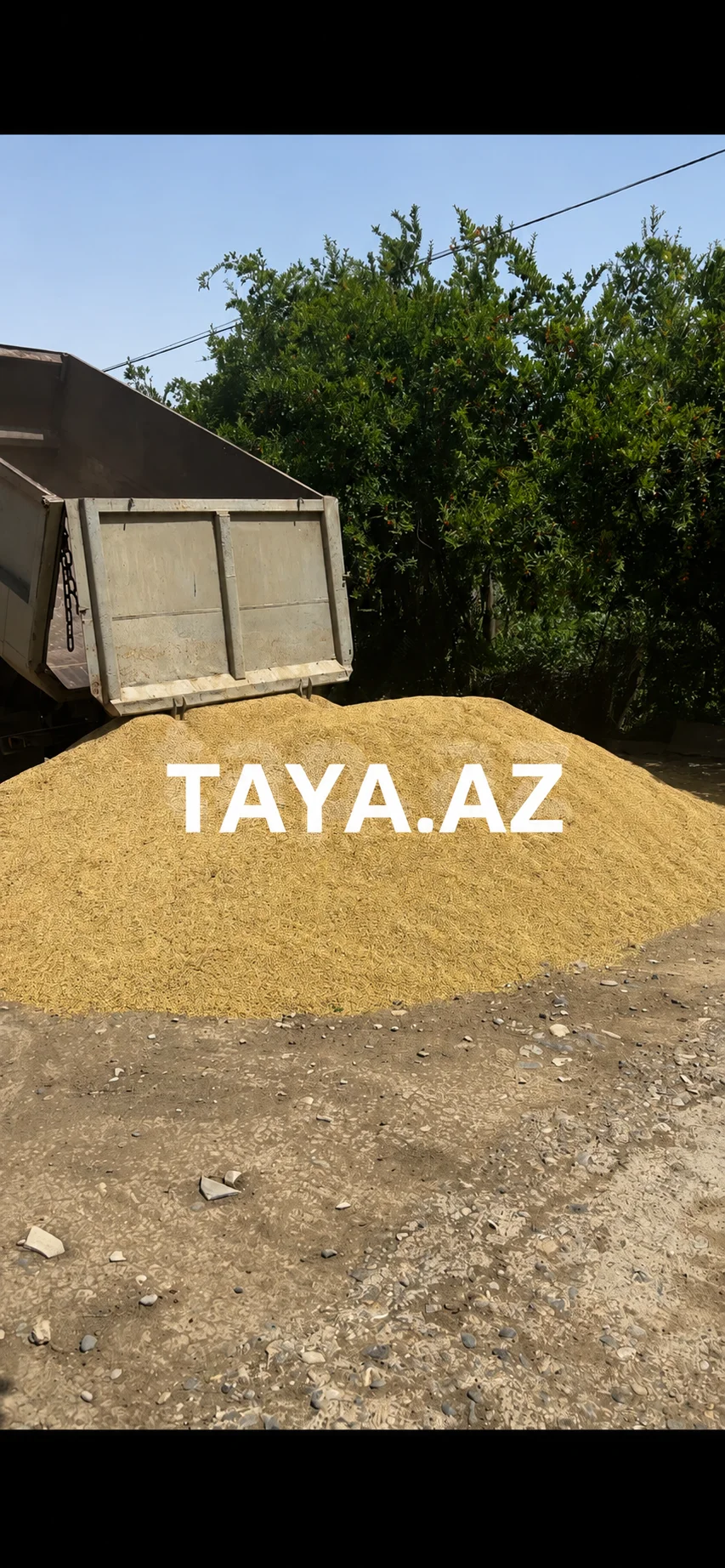 Arpa — Dənlilər, Otlar Yemlər,  Bitkilər, Neftçala
