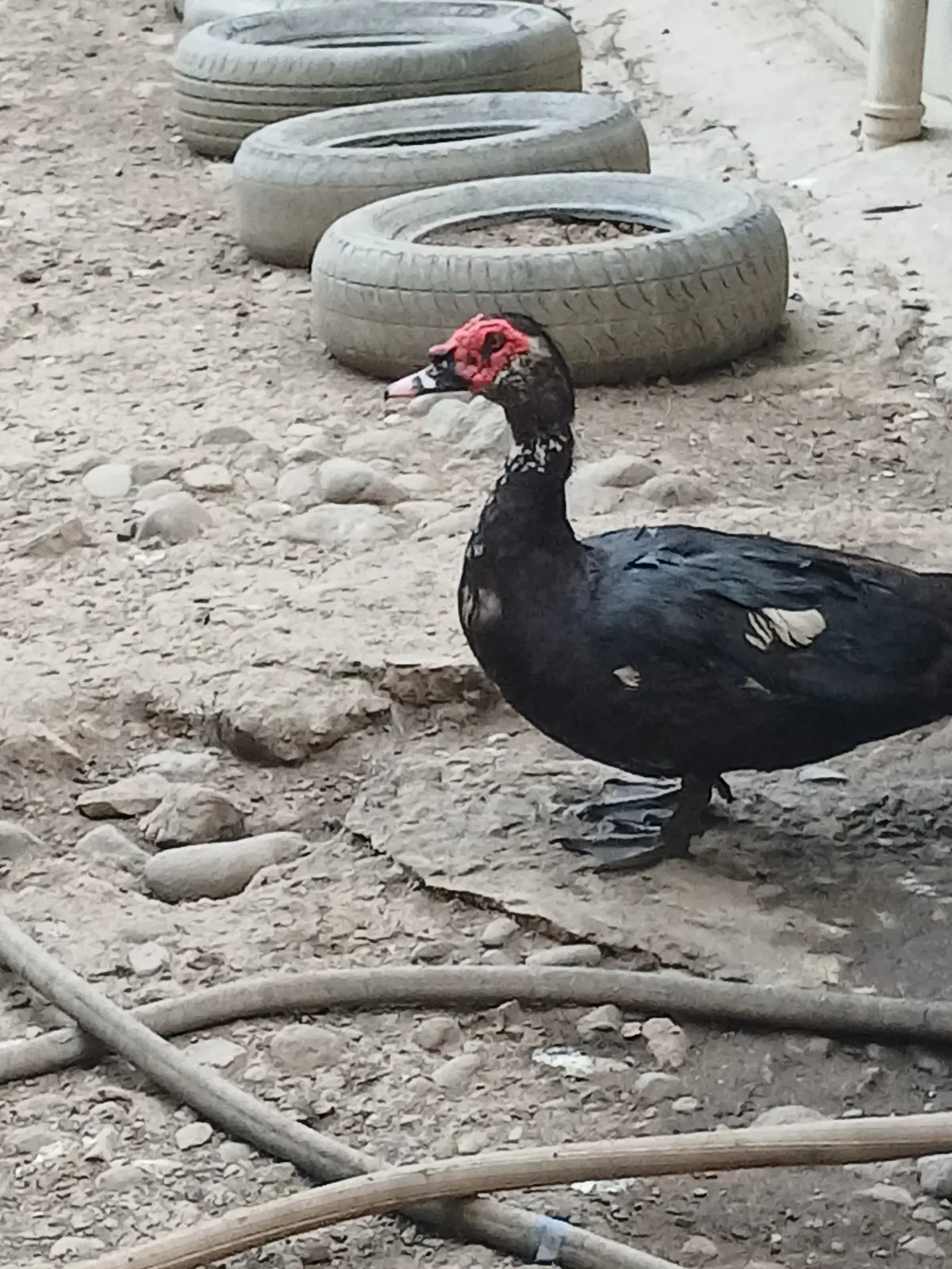 Ördək — Heyvanlar, Quşlar, Balıqlar, Lənkəran