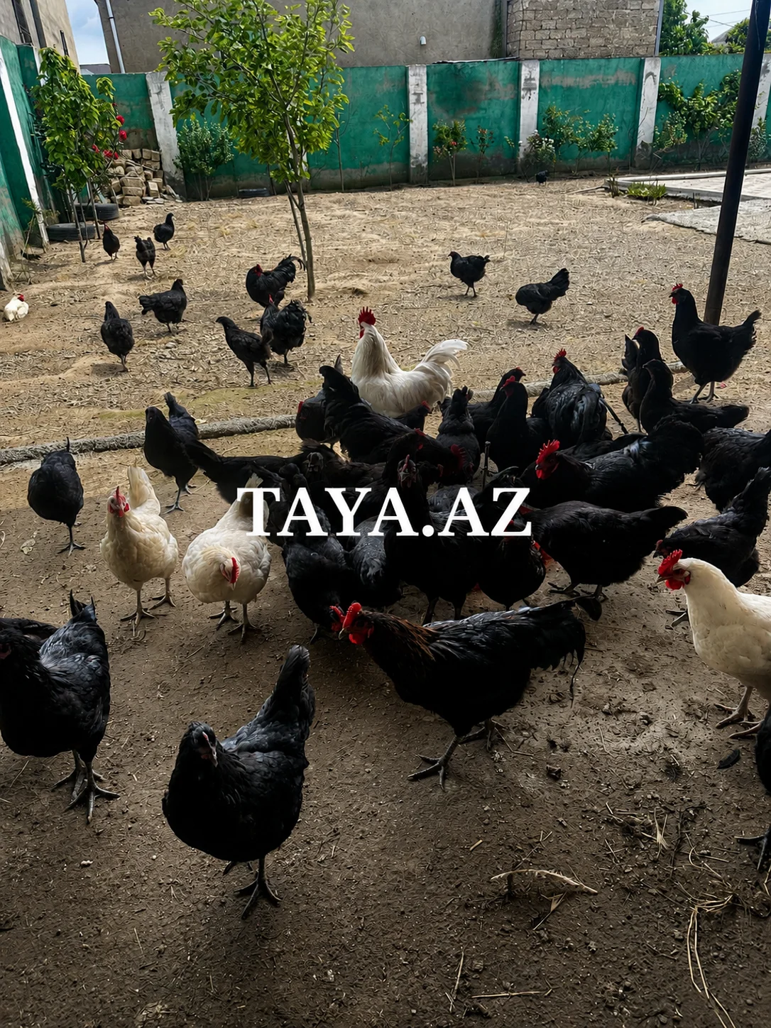 Toyuq — Heyvanlar, Quşlar, Balıqlar, Bakı