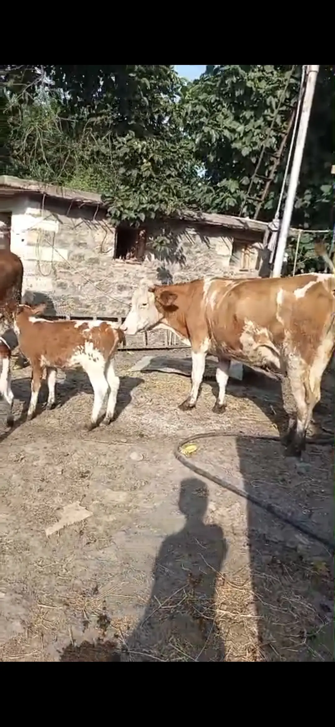 İnəklər — Heyvanlar, Quşlar, Balıqlar, Goranboy