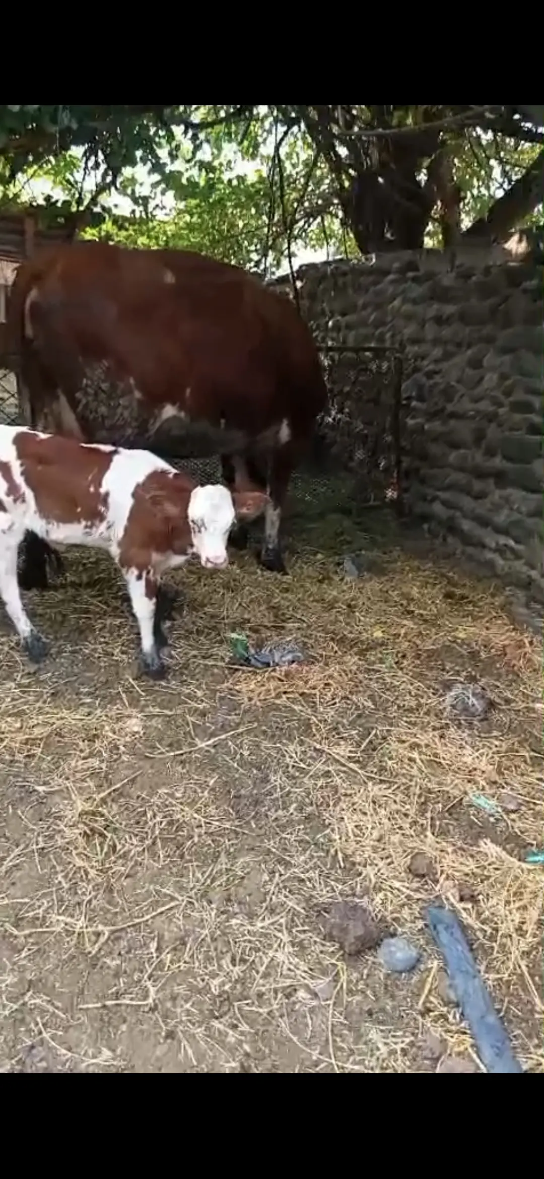 İnəklər — Heyvanlar, Quşlar, Balıqlar, Goranboy