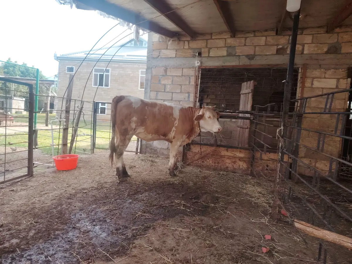 Heyvan — Heyvanlar, Quşlar, Balıqlar, Balakən