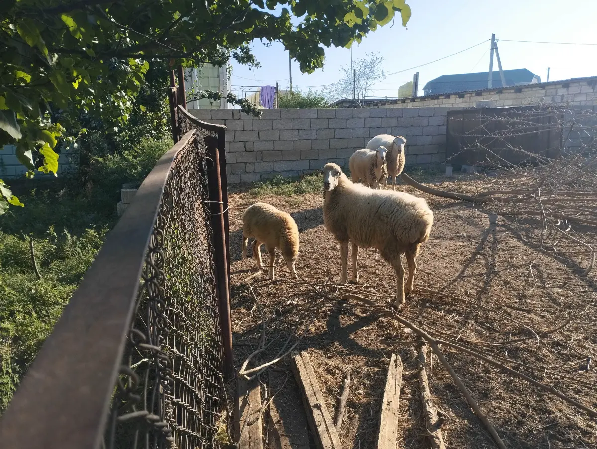 Qoç — Heyvanlar, Quşlar, Balıqlar, İmişli