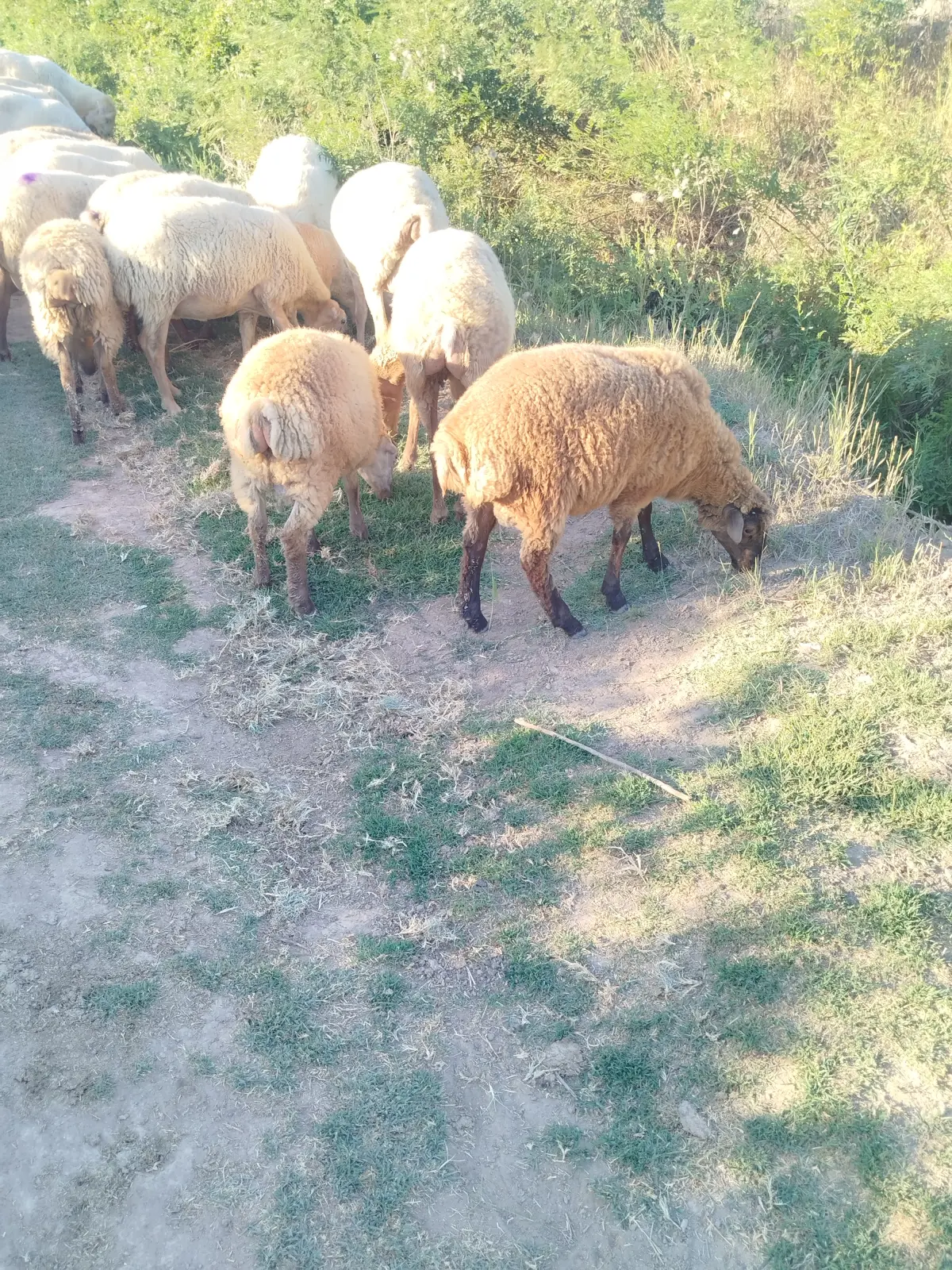 Quzu — Heyvanlar, Quşlar, Balıqlar, Saatlı