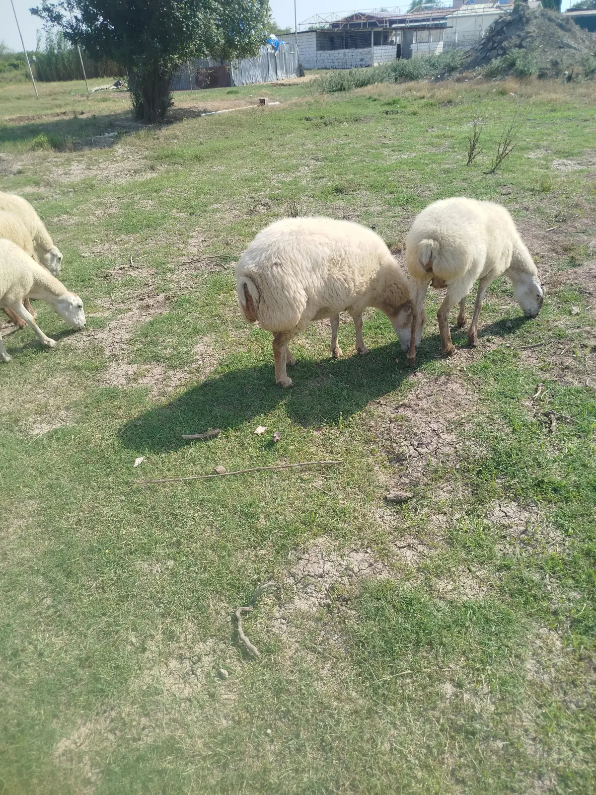 Qoyun — Heyvanlar, Quşlar, Balıqlar, Saatlı