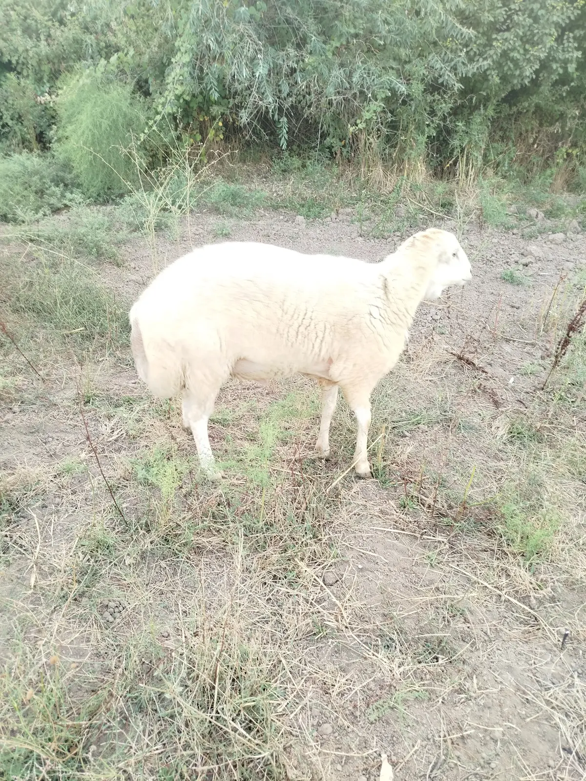 Qoç — Heyvanlar, Quşlar, Balıqlar, Saatlı