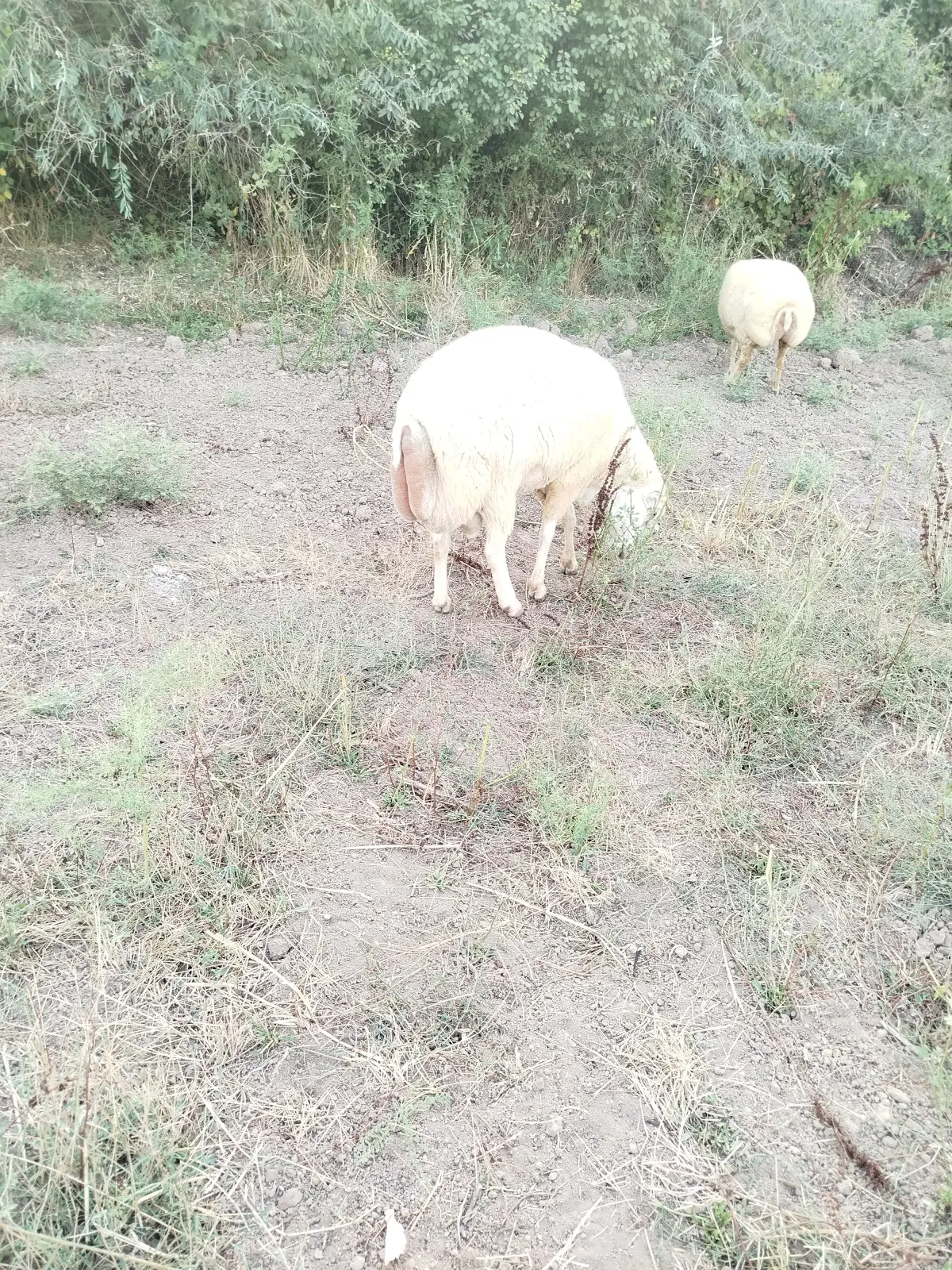 Qoç — Heyvanlar, Quşlar, Balıqlar, Saatlı