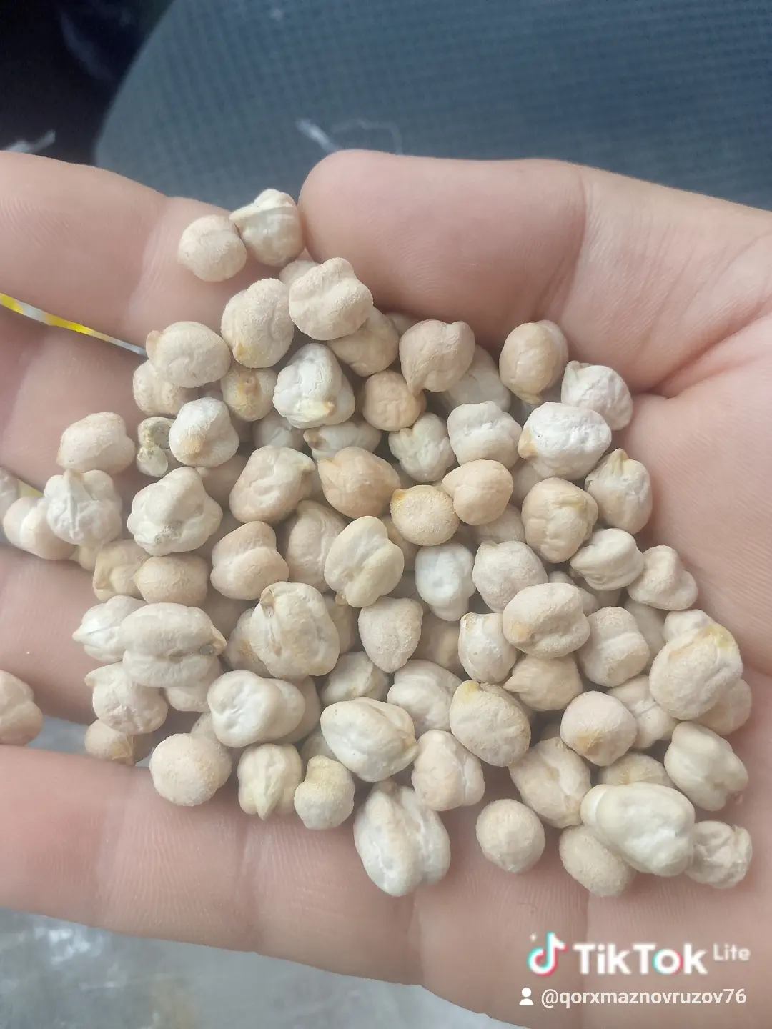 Нут — Овощи и Зелень, Джалилабад
