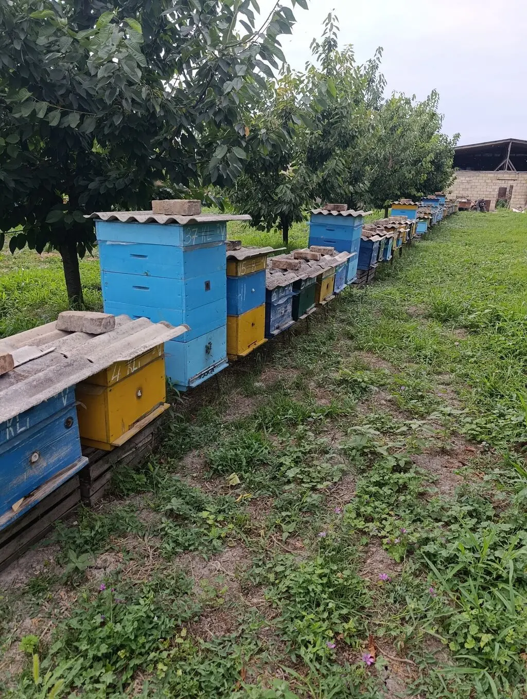 Arı ailəsi — Heyvanlar, Quşlar, Balıqlar, Quba