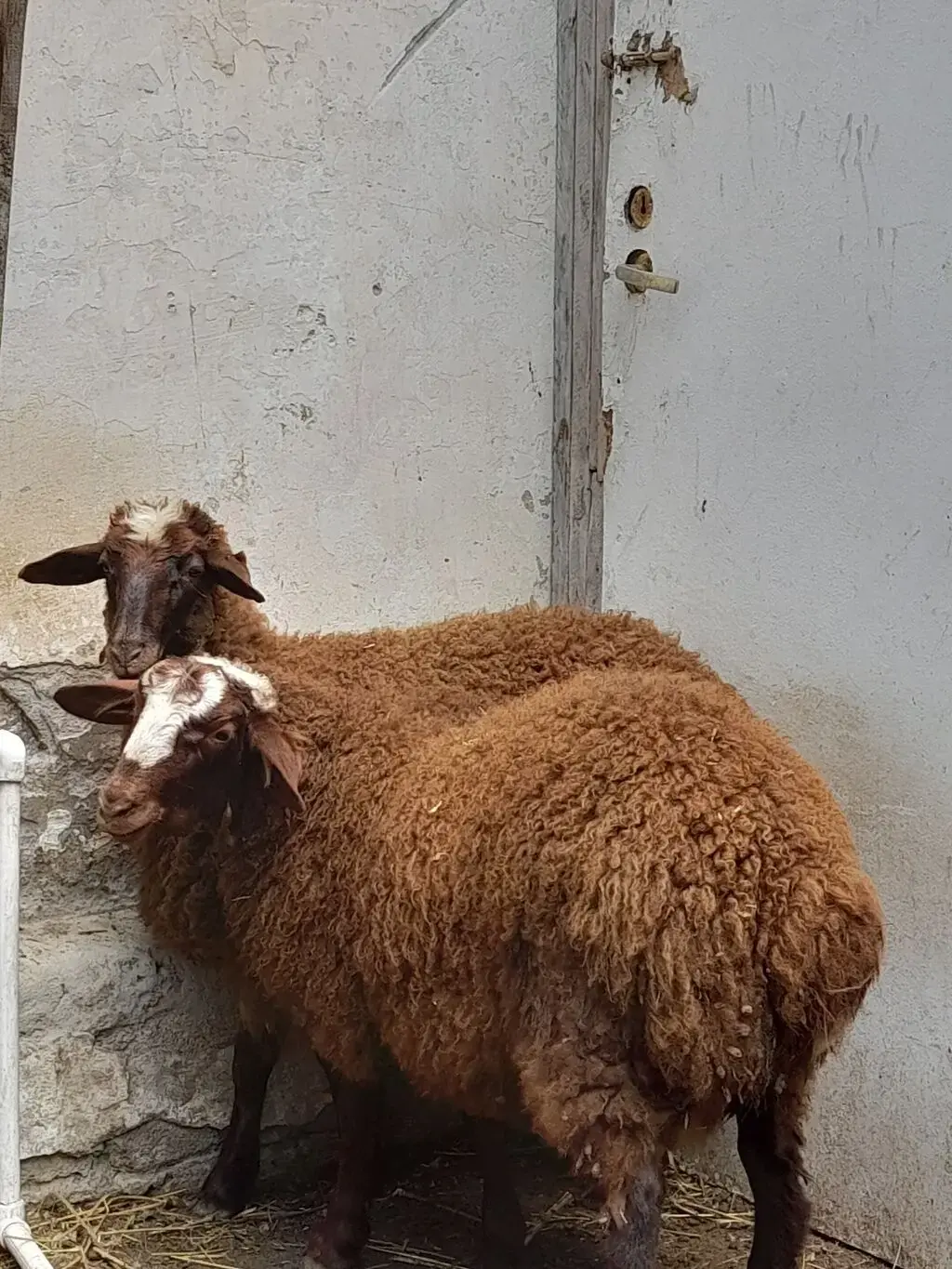 Quzular — Heyvanlar, Quşlar, Balıqlar, Bakı
