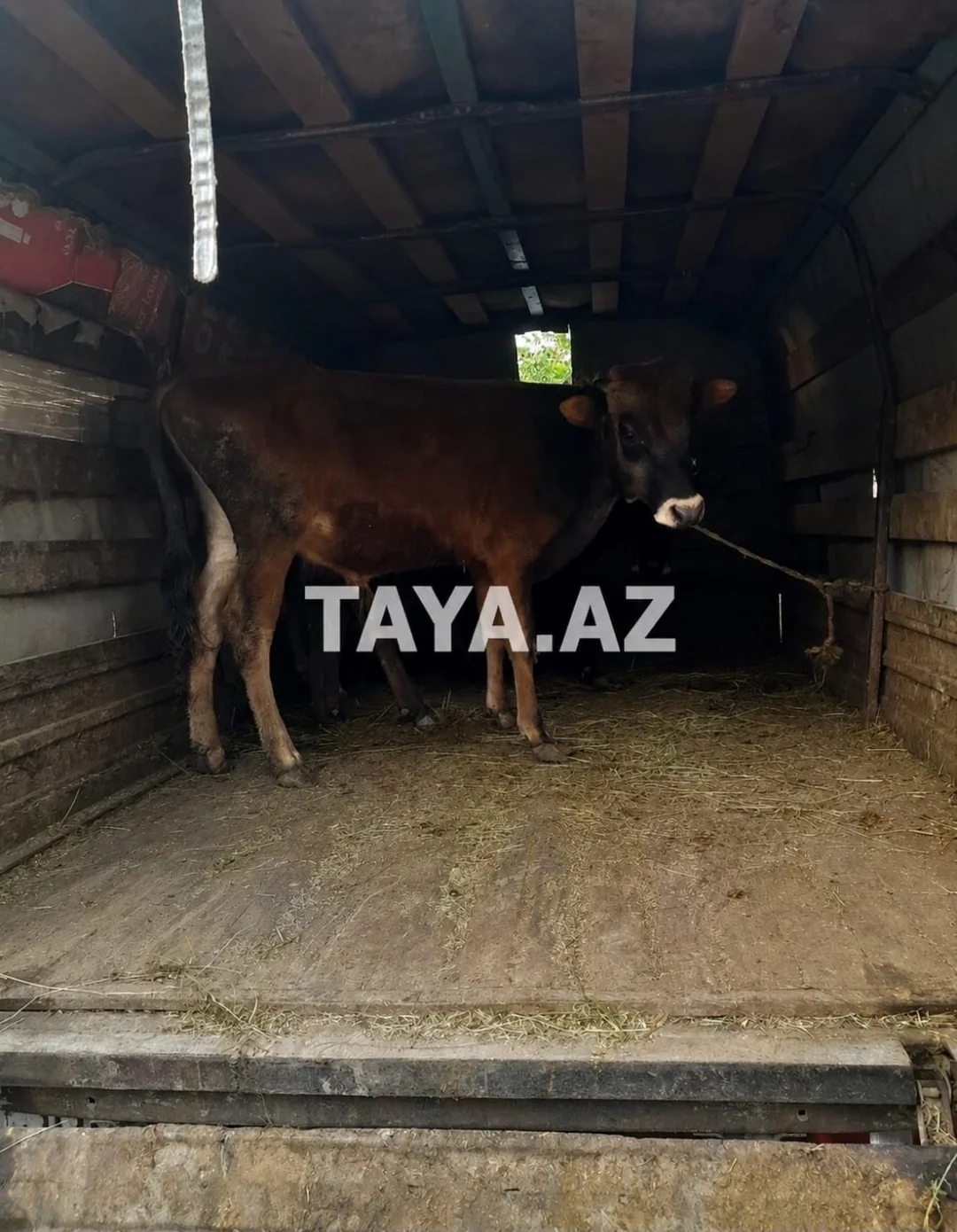 Dana — Heyvanlar, Quşlar, Balıqlar, Xaçmaz