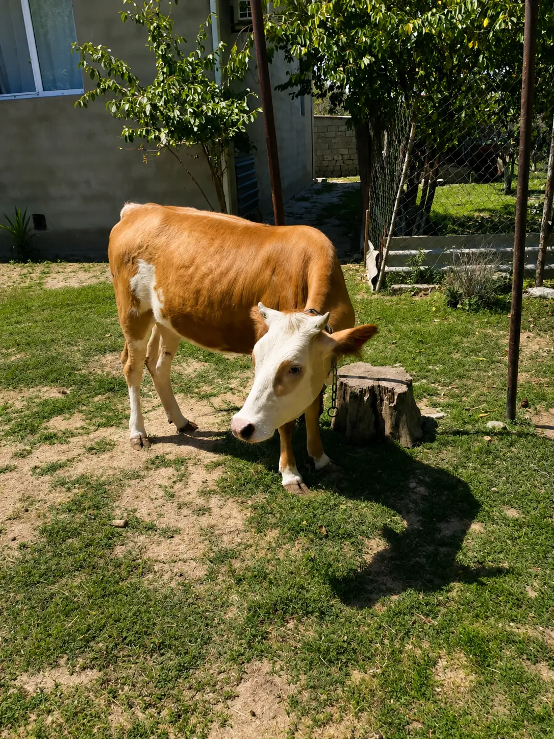Dana — Heyvanlar, Quşlar, Balıqlar, Bakı