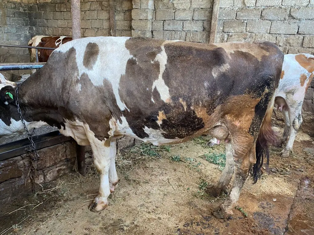 İnəklər — Heyvanlar, Quşlar, Balıqlar, Bakı