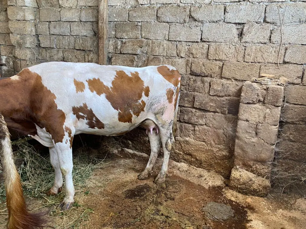 İnəklər — Heyvanlar, Quşlar, Balıqlar, Bakı