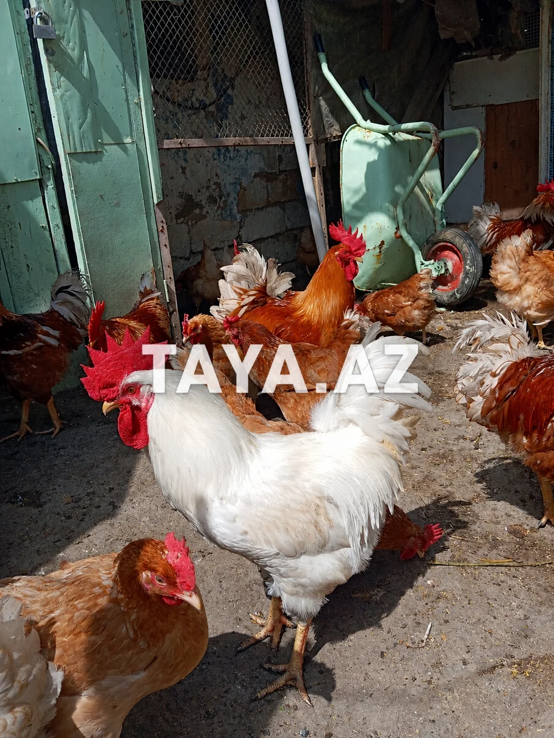 Cücə — Heyvanlar, Quşlar, Balıqlar, Bakı