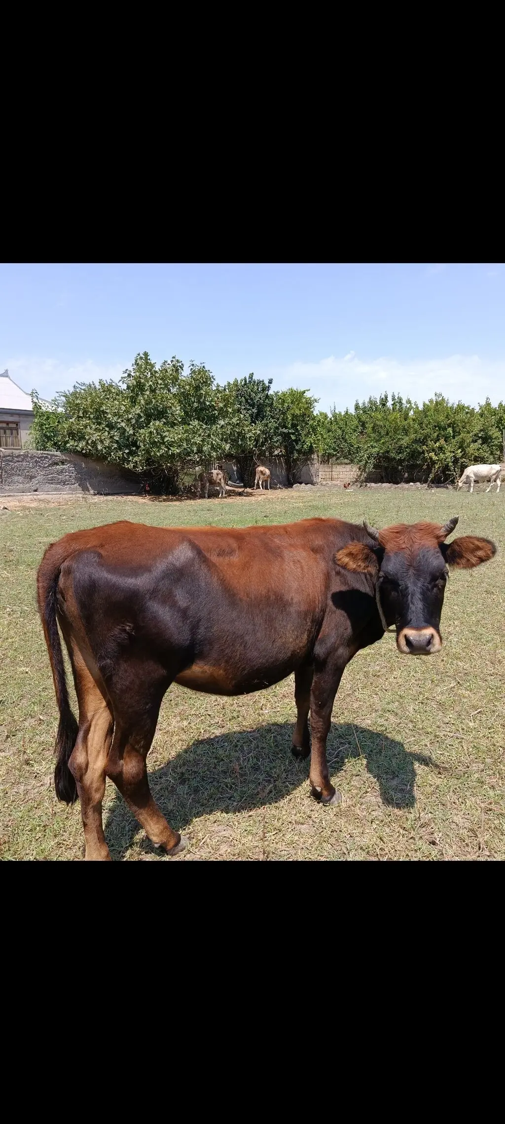 Dana — Heyvanlar, Quşlar, Balıqlar, İmişli