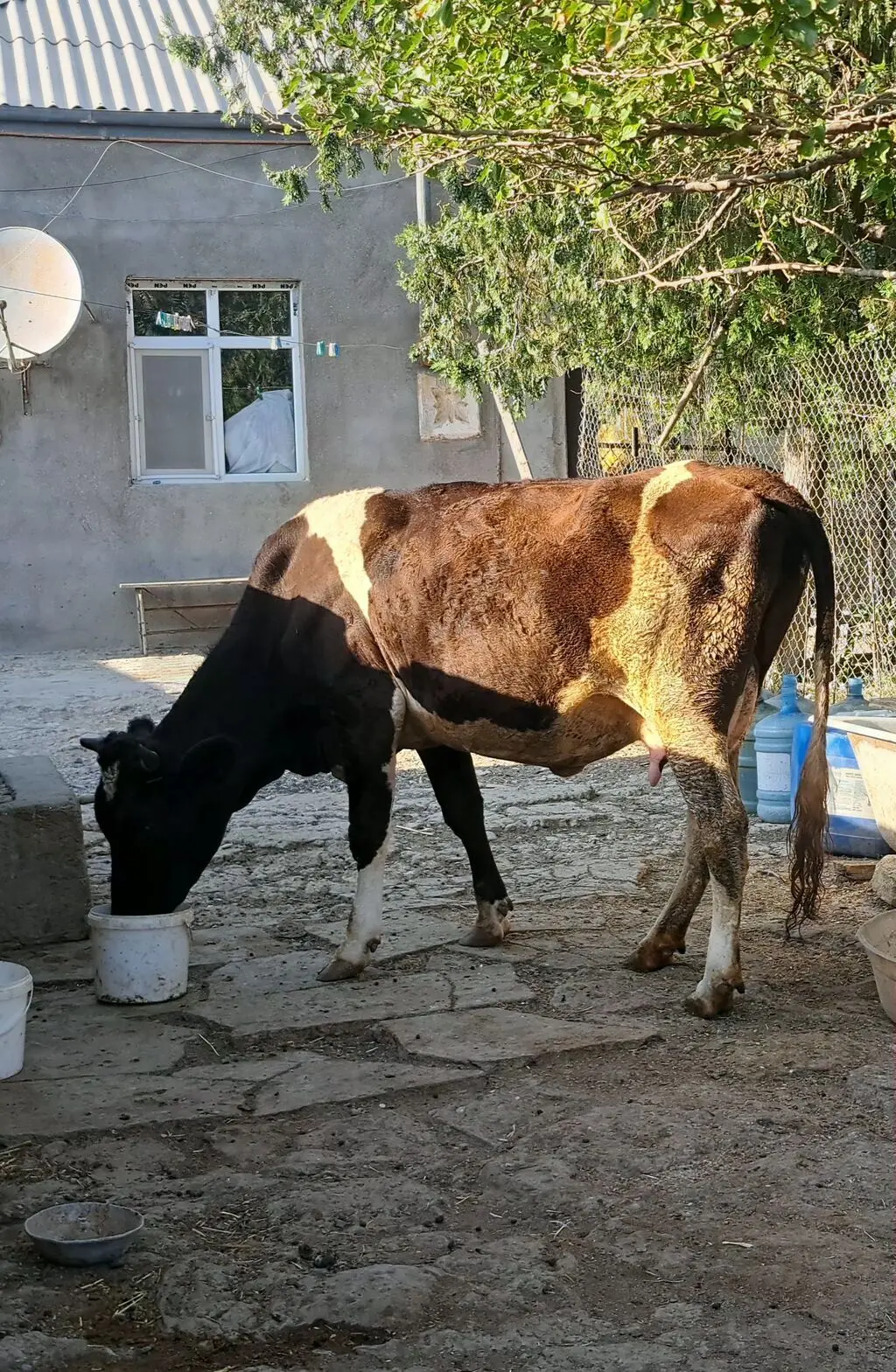 İnək — Heyvanlar, Quşlar, Balıqlar, Sumqayıt
