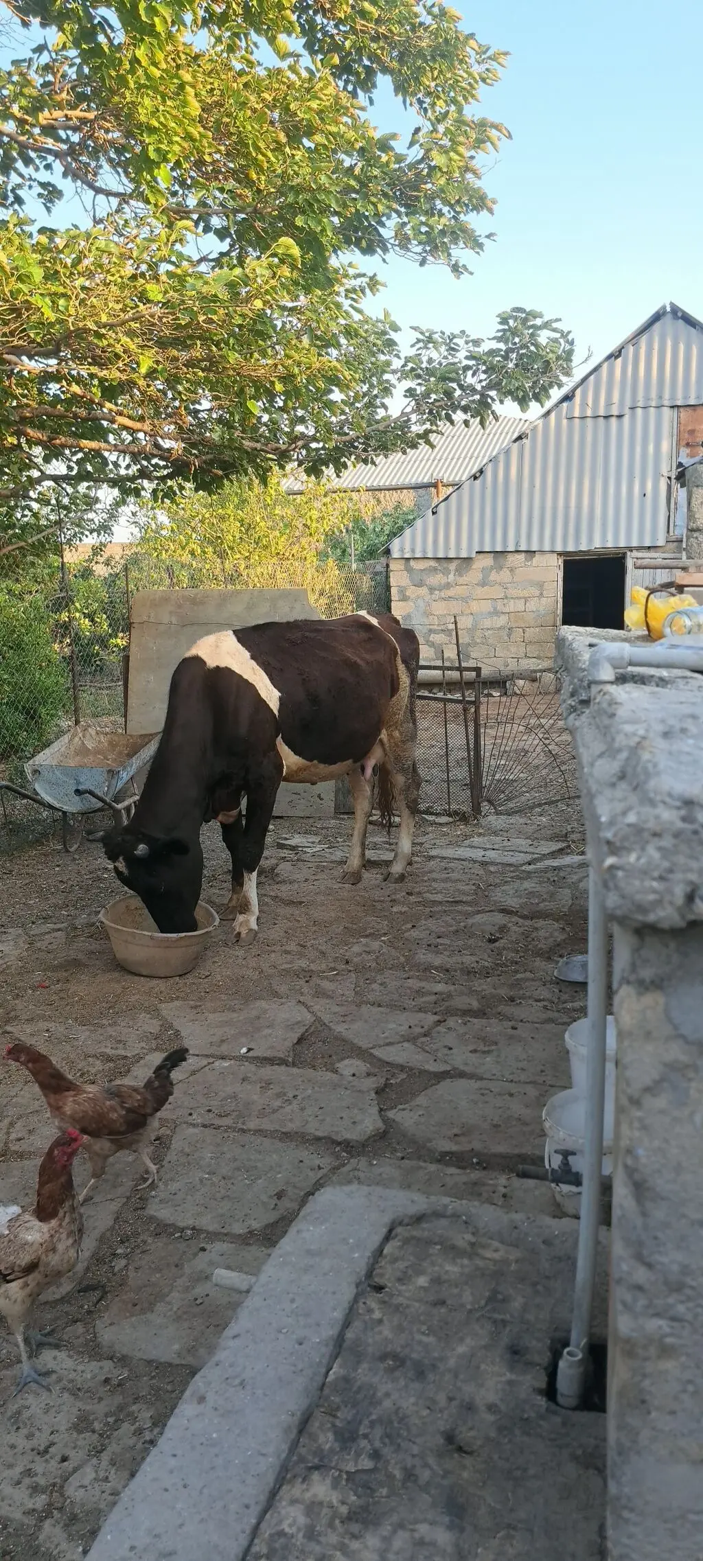 İnək — Heyvanlar, Quşlar, Balıqlar, Sumqayıt