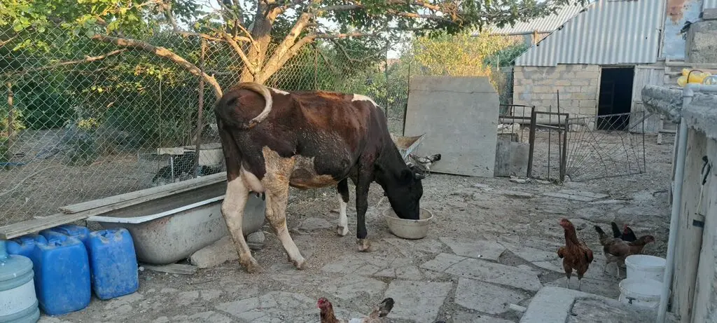 İnək — Heyvanlar, Quşlar, Balıqlar, Sumqayıt