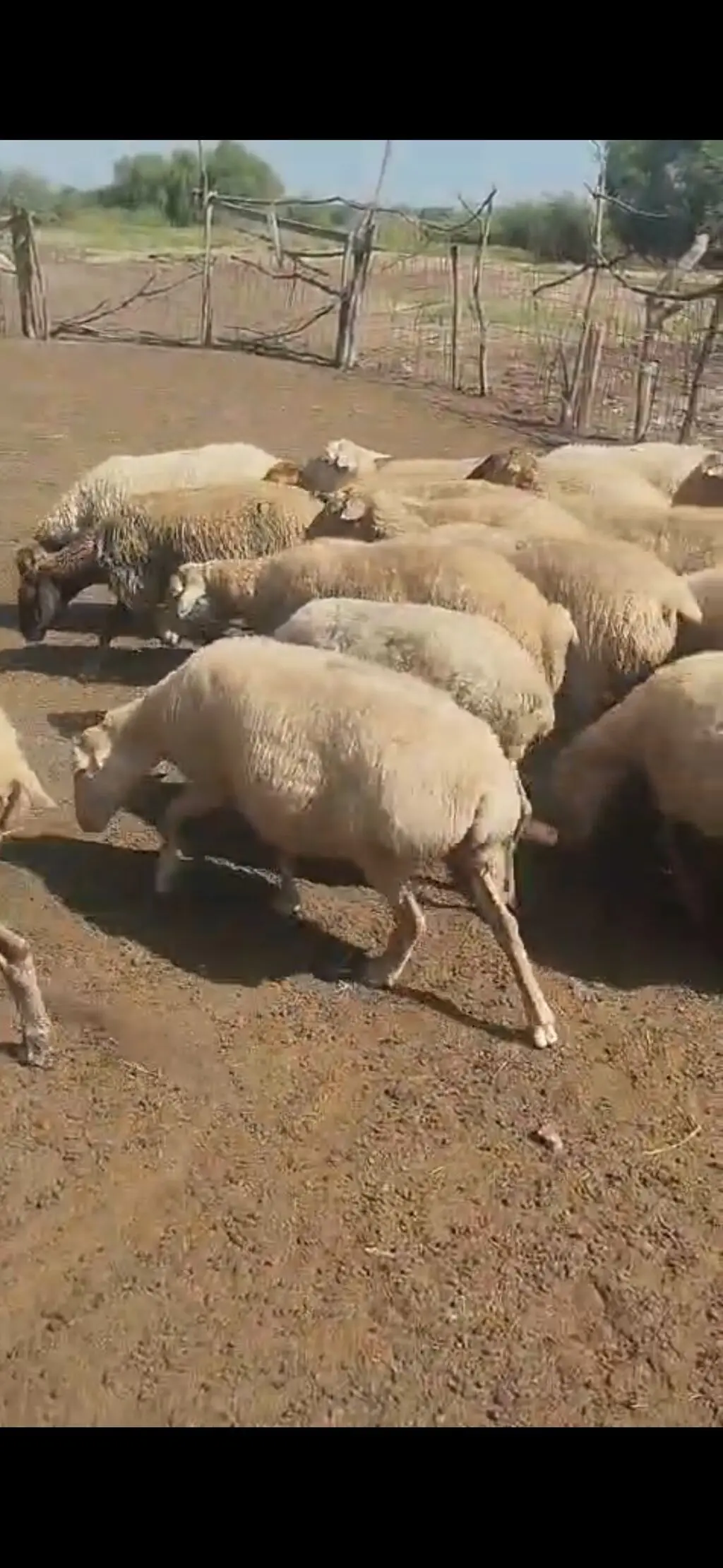 Qoyunlar — Heyvanlar, Quşlar, Balıqlar, Beyləqan