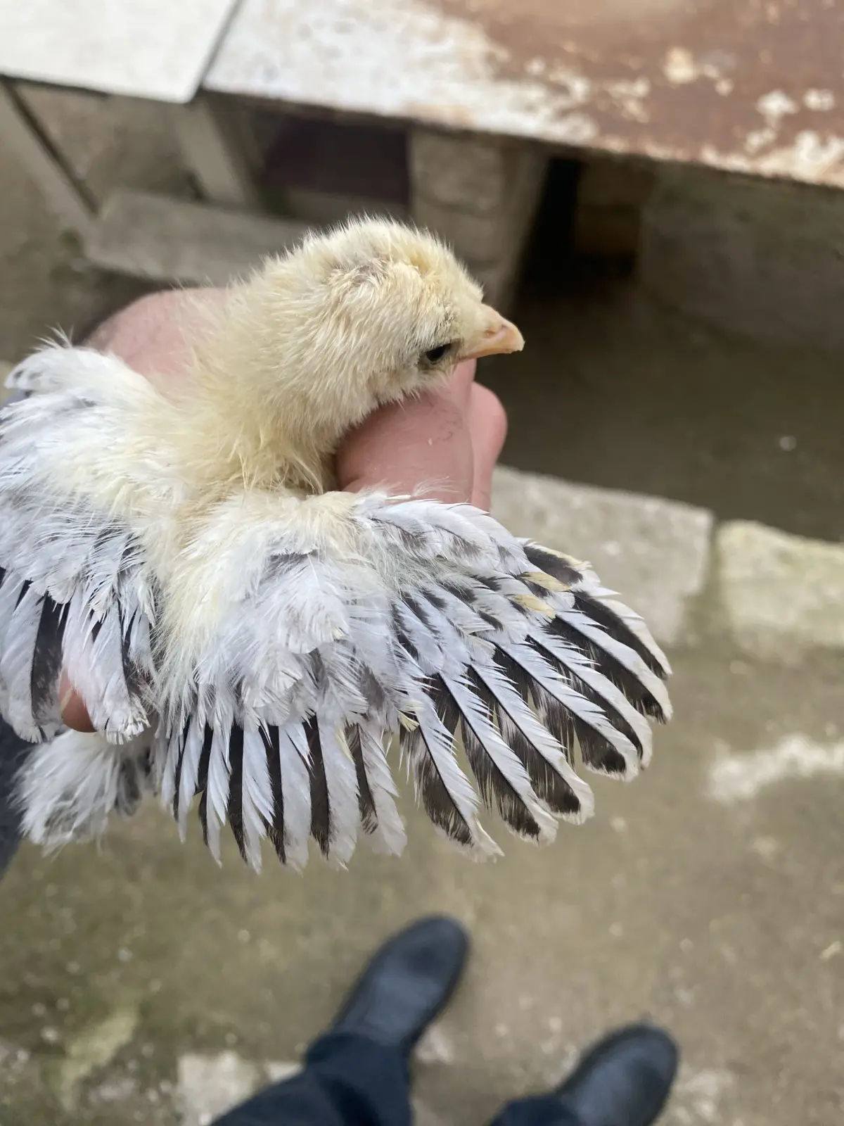 Cücə — Heyvanlar, Quşlar, Balıqlar, Bakı