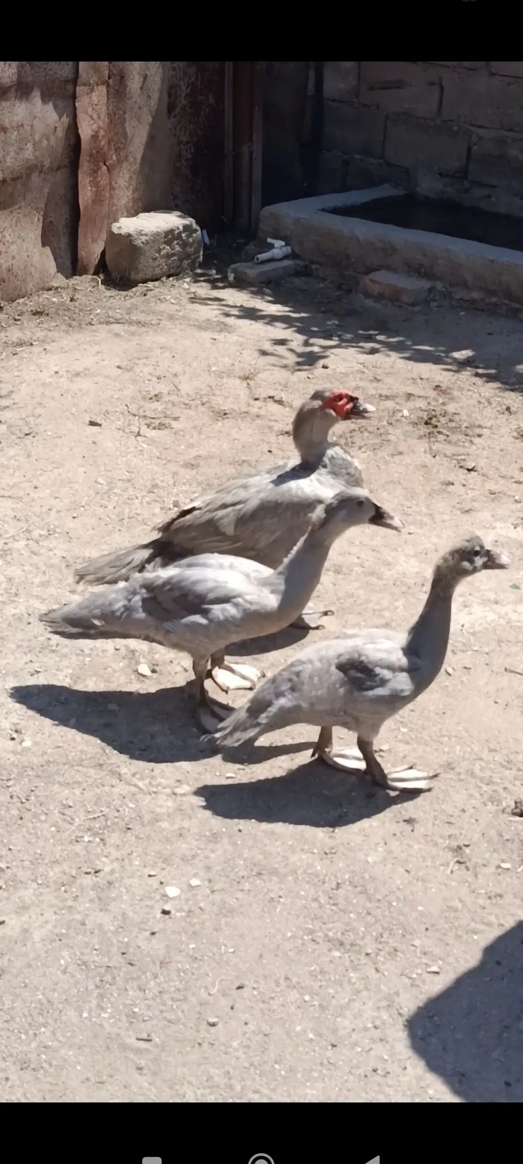 Ördəklər — Heyvanlar, Quşlar, Balıqlar, Bakı