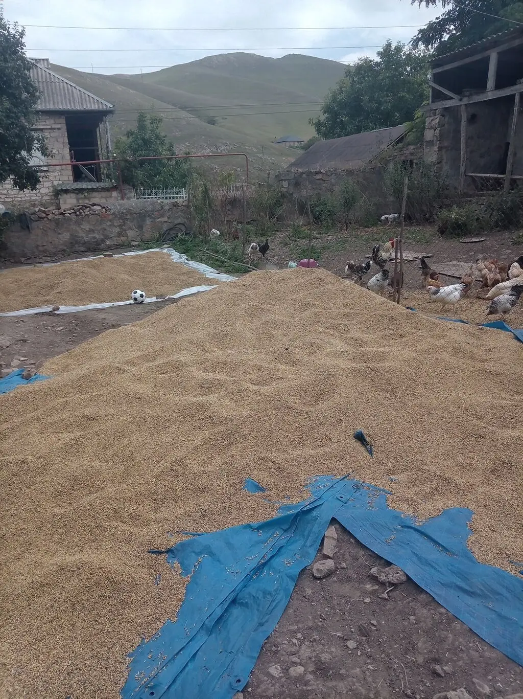 Buğda — Dənlilər, Otlar Yemlər,  Bitkilər, Şəmkir