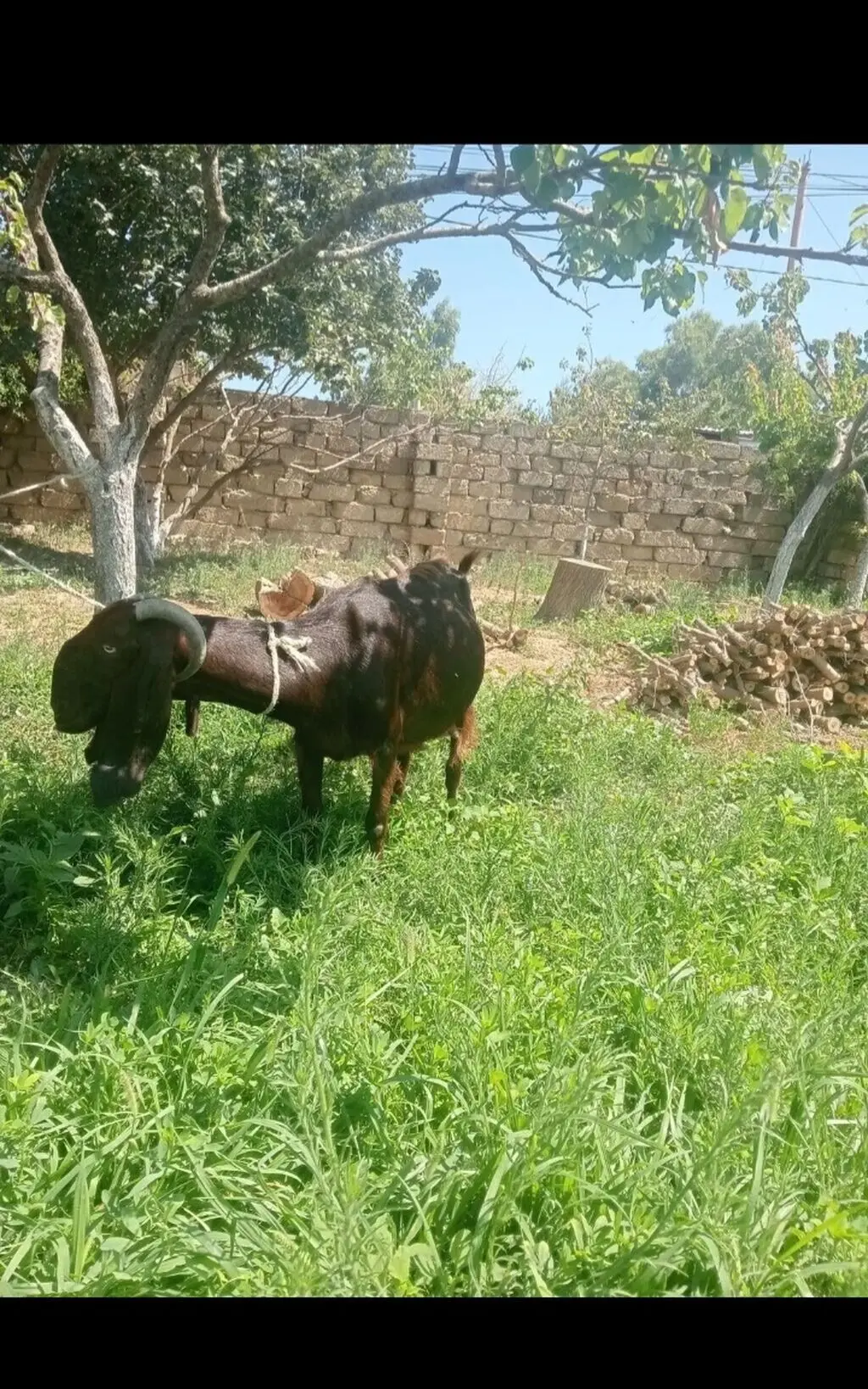 Keçi — Heyvanlar, Quşlar, Balıqlar, Bakı