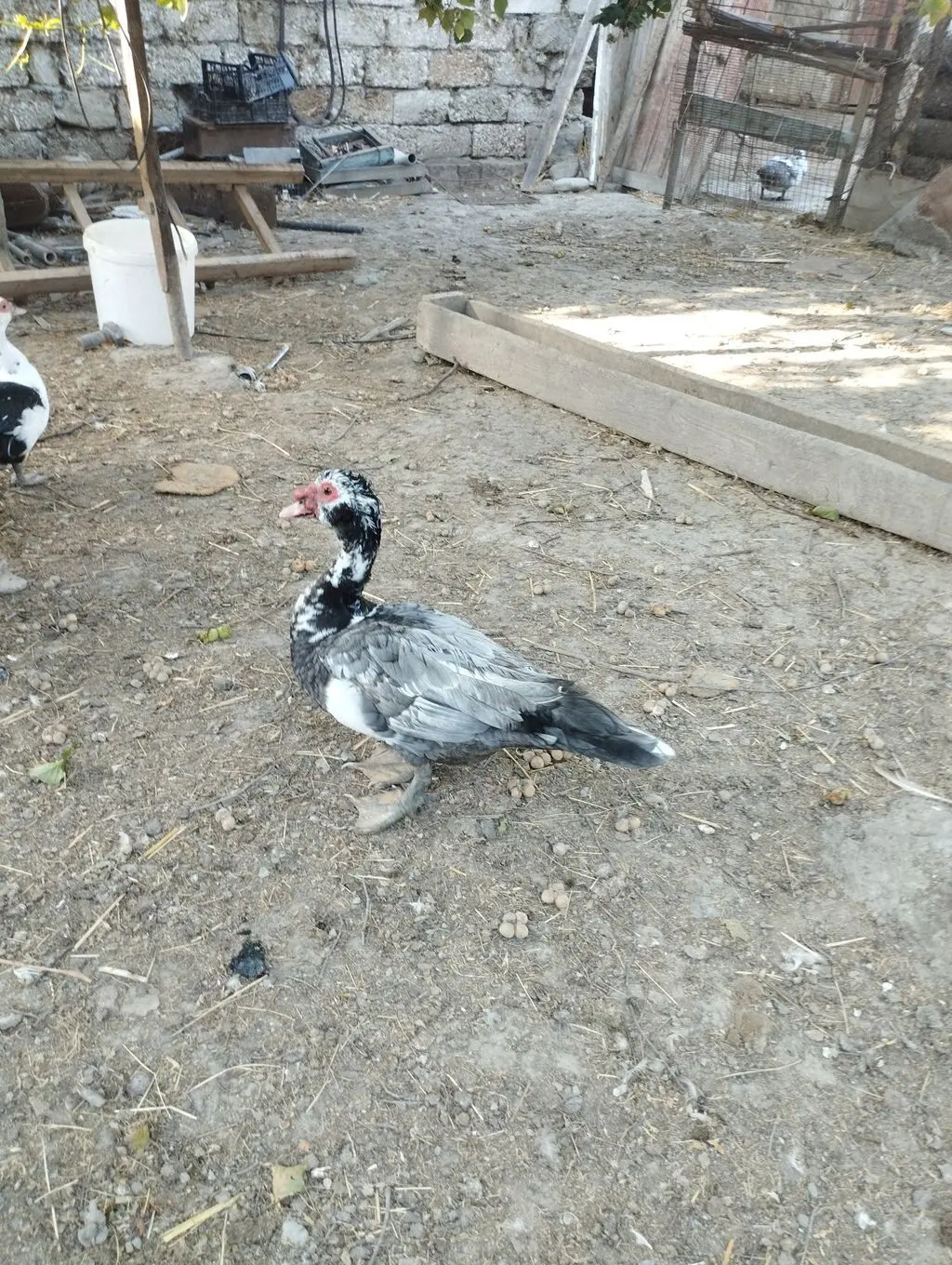 Ördəklər — Heyvanlar, Quşlar, Balıqlar, Xaçmaz
