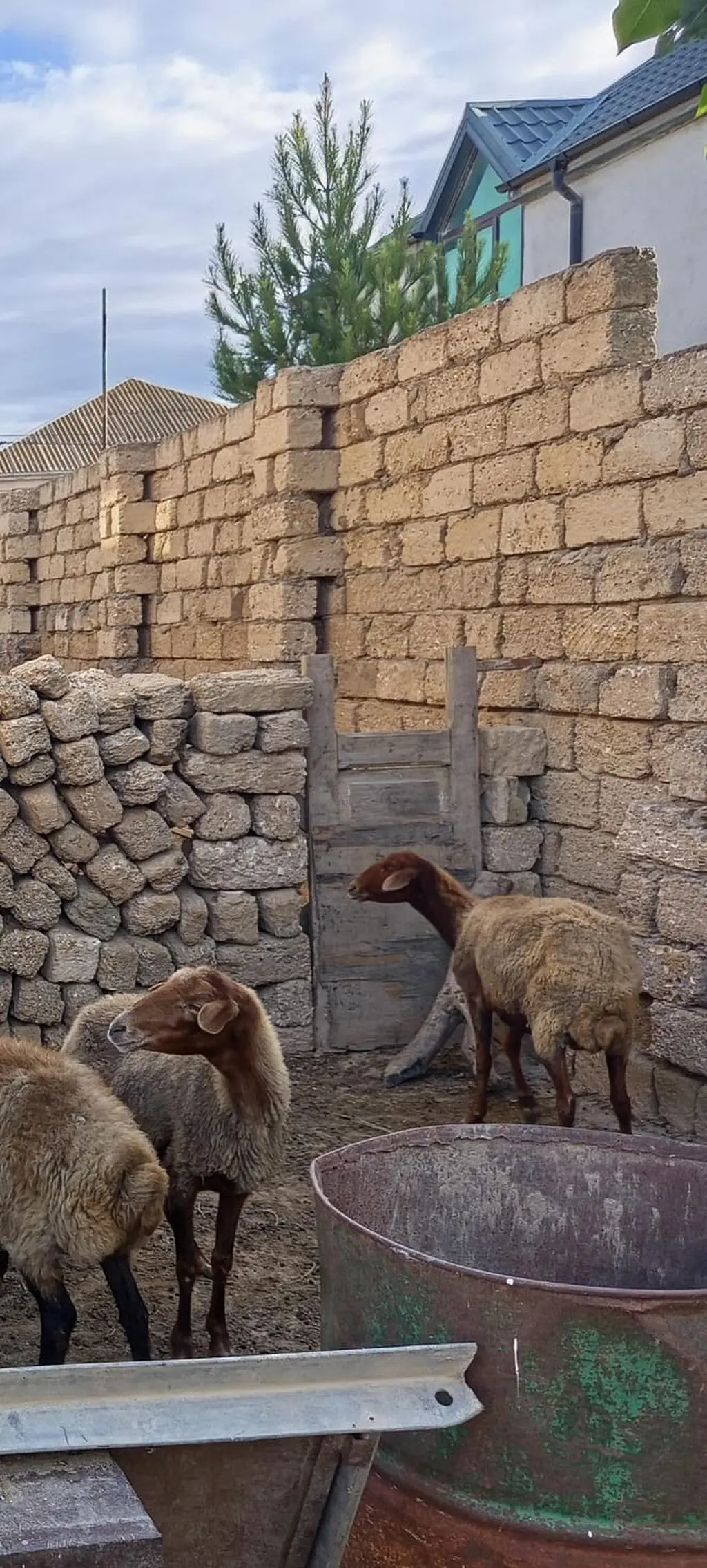 Qoyunlar — Heyvanlar, Quşlar, Balıqlar, Bakı