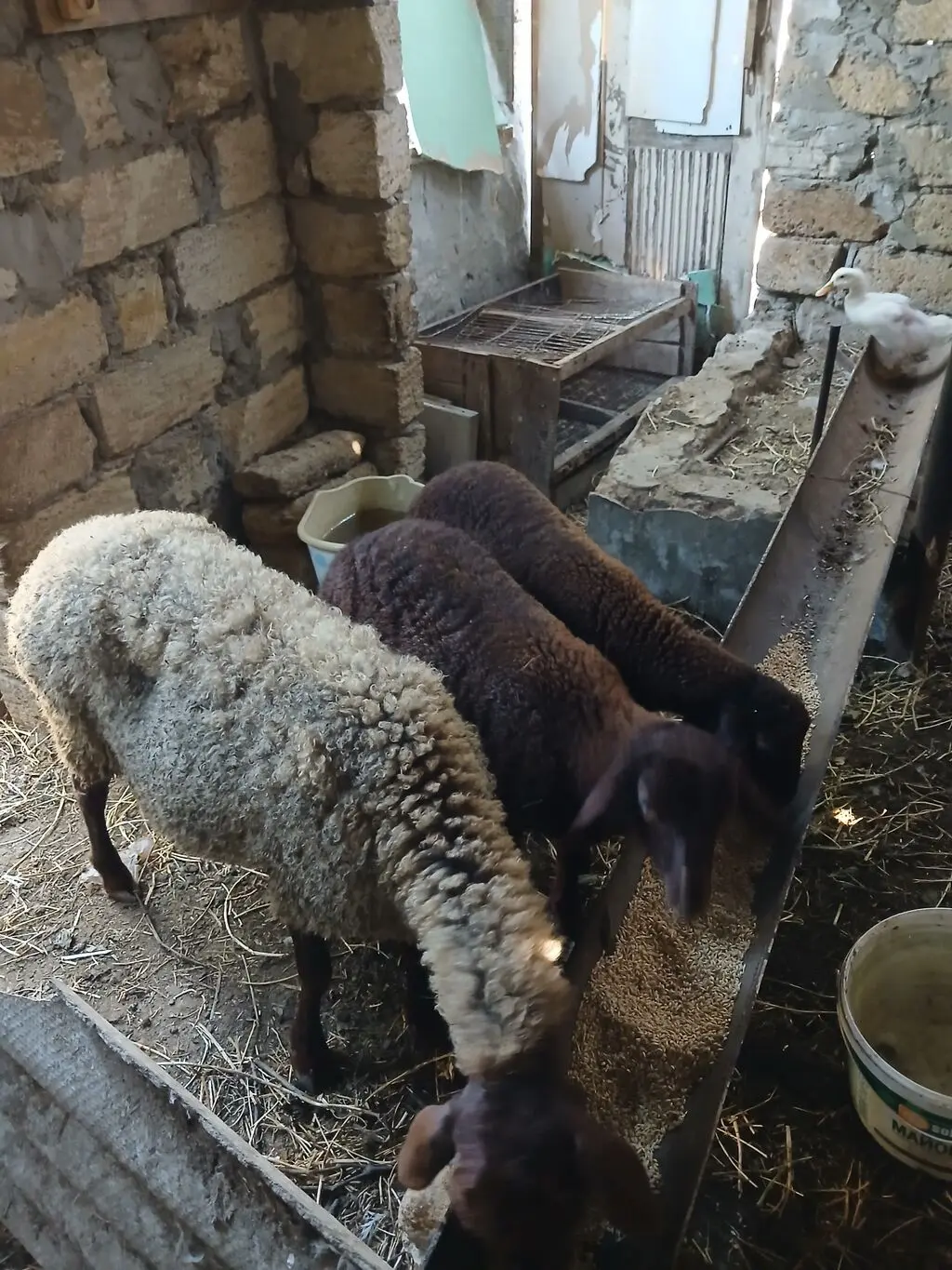 Qoyunlar — Heyvanlar, Quşlar, Balıqlar, Bakı