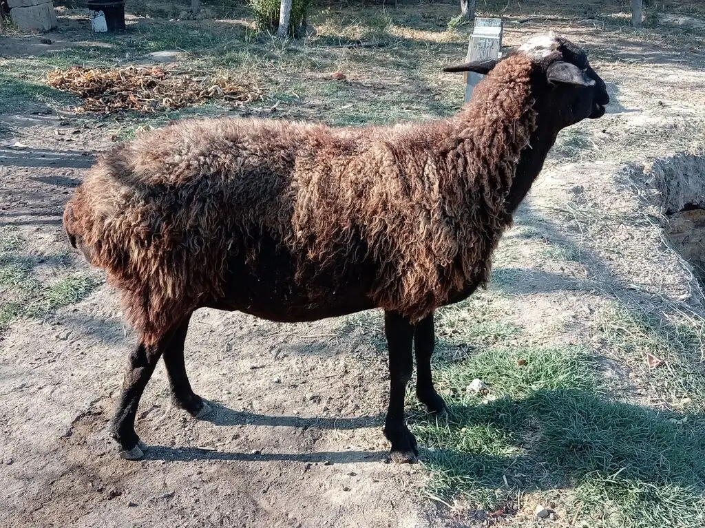 Qoyunlar — Heyvanlar, Quşlar, Balıqlar, Balakən